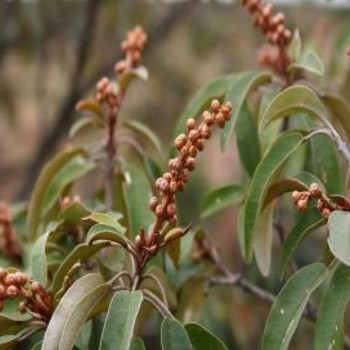 Croton Zambesicus - Chebe